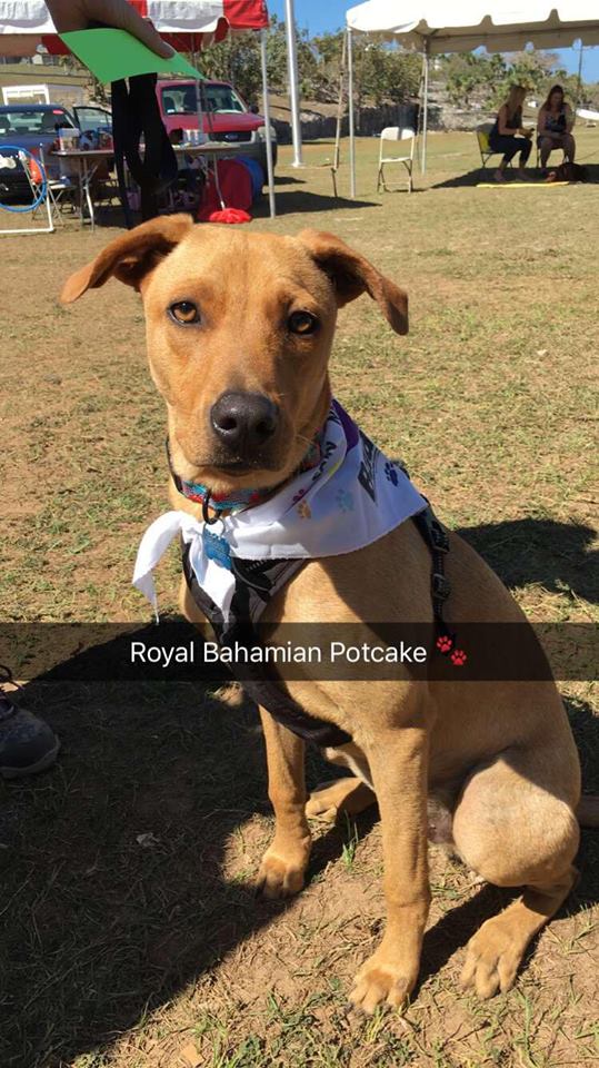 A Royal Bahamian 'Potcake' at the Bahamas Kennel Club International Dog Show.