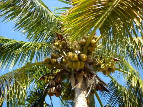 coconuts-b
