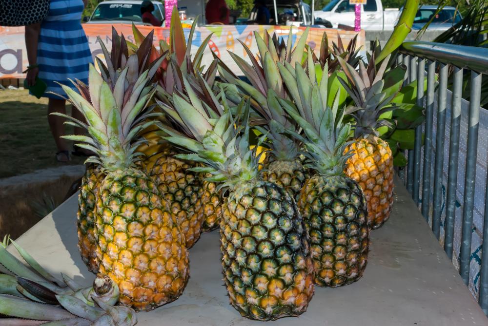 Gregory Town Celebrates 30 Years of Pineapple Festival Tourism Today