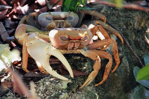 Catch The Crabs Crawling! | Tourism Today