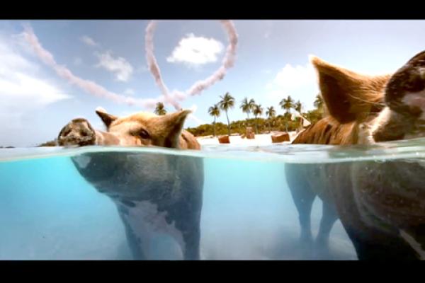 Swimming Pigs