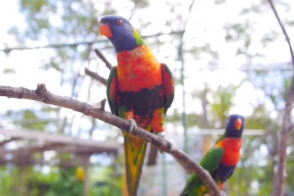 Birds on a branch 